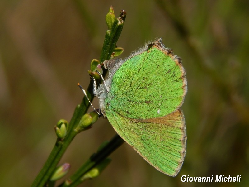 Parco del Ticino 11/4/15